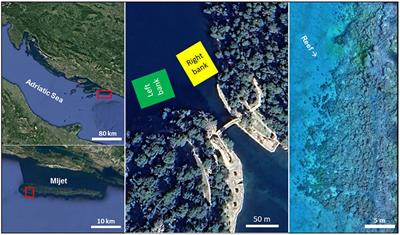 Frontiers | The coastal ichthyofauna of the Mediterranean coral reef: the  case of Mljet National Park (Croatia, southern Adriatic Sea)